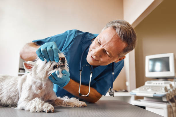 Best Emergency Denture Repair in Ridge Wood Heights, FL